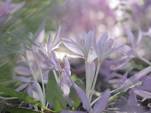 purple, colchicums, Flowers