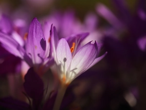 Flowers, Autumn Crocus, purple