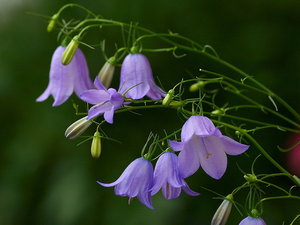 Flowers, ringtones, donuts, purple