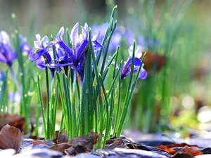 Flowers, Irises, drops, purple