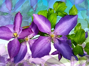 Flowers, Clematis, graphics, purple