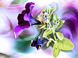 Flowers, petunias, graphics, purple