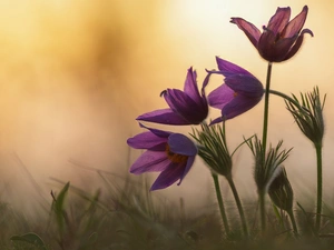 Flowers, pasque, grass, purple