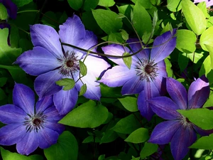 Flowers, Clematis, Leaf, purple