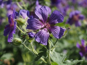 Flowers, geranium, Leaf, purple