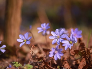 purple, Liverworts, Flowers