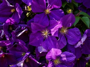 Flowers, Clematis, rapprochement, purple