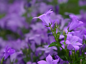 Flowers, ringtones, rapprochement, purple