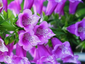 Close, Purple Foxglove, Colourfull Flowers