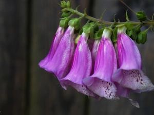 Purple Foxglove