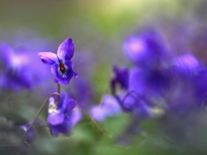 Flowers, fragrant violets, purple