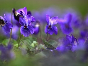 Flowers, fragrant violets, purple