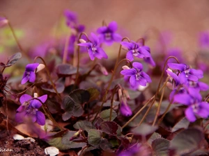 Flowers, fragrant violets, purple