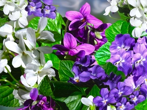 Flowers, purple, fragrant violets, White