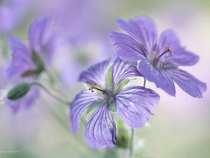 Flowers, Geranium Magnificum, purple