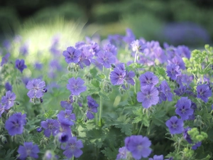 geranium, Flowers, rapprochement, purple