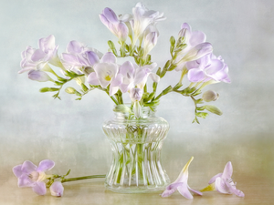 Light Purple, glass, vase, Freesias