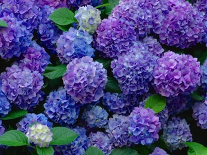hydrangea, Flowers, Leaf, purple