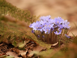 Liverworts, Flowers, cluster, purple