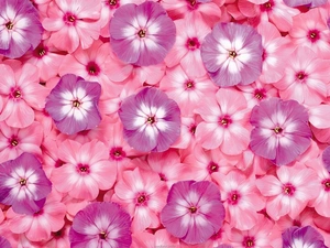 Pink, Flowers, phlox, purple