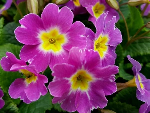 Purple, primrose