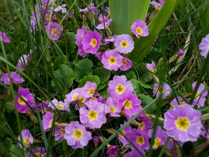 purple, Primrose