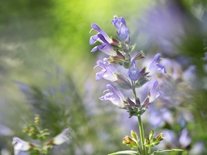 Sage, Flowers, rapprochement, purple
