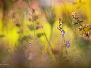 Salvia pratensis, Flowers, purple