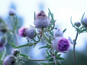 purple, Thistles