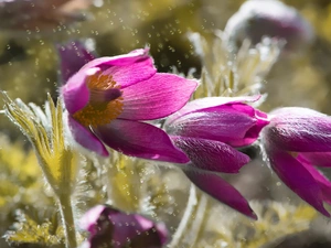 Three, Flowers, pasque, purple