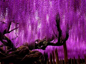 trees, Flowers, wistaria, purple