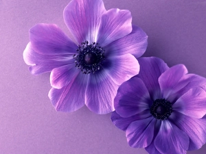 flowers, Two cars, purple