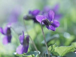 Viola odorata, Purple Flower