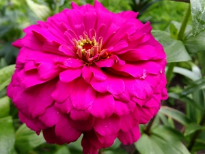 Purple, zinnia