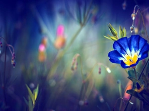 ligh, Colourfull Flowers, flash, luminosity, sun, Ipomoea Purpurea