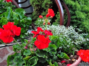 conifer, geraniums, Flowers, railing, White, Red