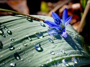 Flower, leaf, drops, Rain, squill, blue