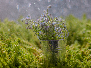 Rain, Forget, Bucket
