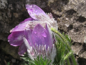 Common pasque, Rain drops