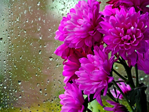 Daisy, drops, rain, Glass