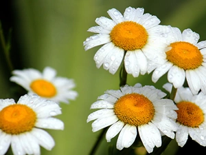 rain, camomiles, drops