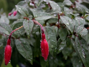 rain, fuchsia, drops