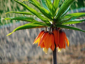 drops, checkerboard, Imperial, rain