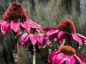drops, Rain, Flowers, echinacea, Pink
