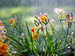 Rain, Flowers, Freesias