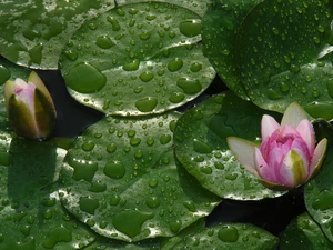 lilies, drops, rain, water