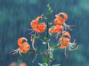 Rain, Tiger lily