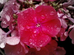 phlox, drops, rain, Pink