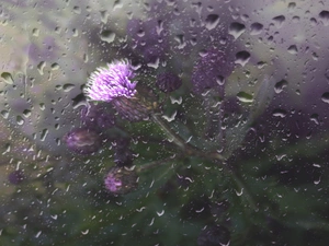 teasel, drops, rain, Glass