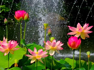 Rain, lilies, water